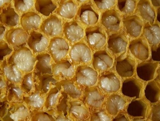 Les produits de l'apiculture
