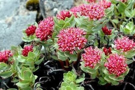 Rhodiola rose pour préparer l'élévation de la puissance de la teinture